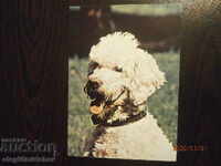 България Пощ.картичка - кучета - кралски пудел