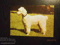 Bulgaria Postcard - dogs - royal poodle