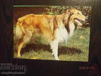 Carte poștală din Bulgaria - câini - mașini