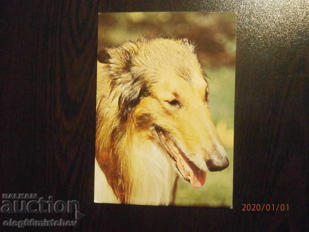 Carte poștală din Bulgaria - câini - mașini