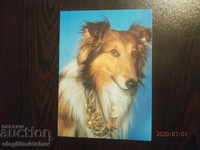 Carte poștală Bulgaria - câini - mașini mini