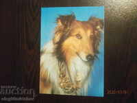 Carte poștală Bulgaria - câini - mașini mini