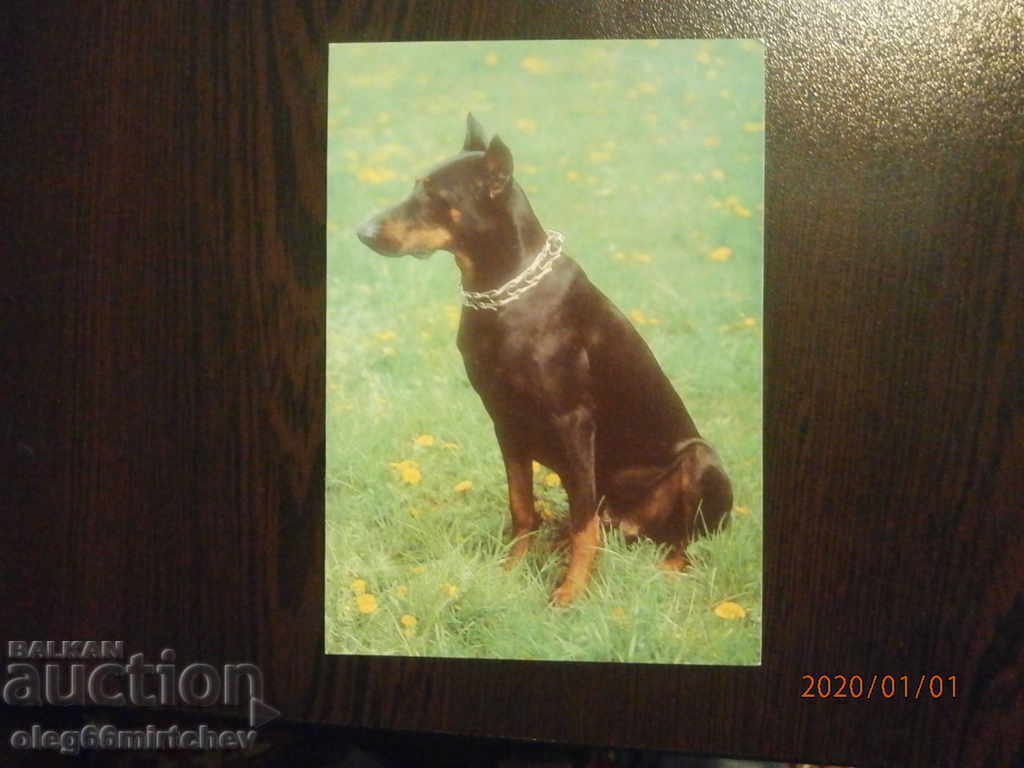 България Пощ.картичка - кучета - доберман пинчер България Пощ.картичка - кучета - доберман пинчер