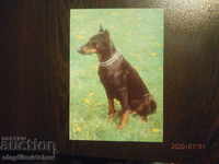 Carte poștală din Bulgaria - câini - Doberman Pinscher