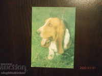 Carte poștală din Bulgaria - câini - baset