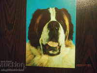 Bulgaria Postcard - Dogs - Canberra