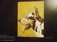 Carte poștală Bulgaria - câini - câine