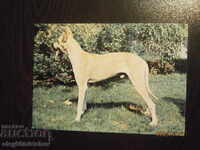 Carte poștală Bulgaria - câini - câine