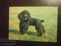 Bulgaria Postcard - dogs - poodle