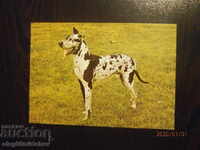 България Пощ.картичка - кучета - дог