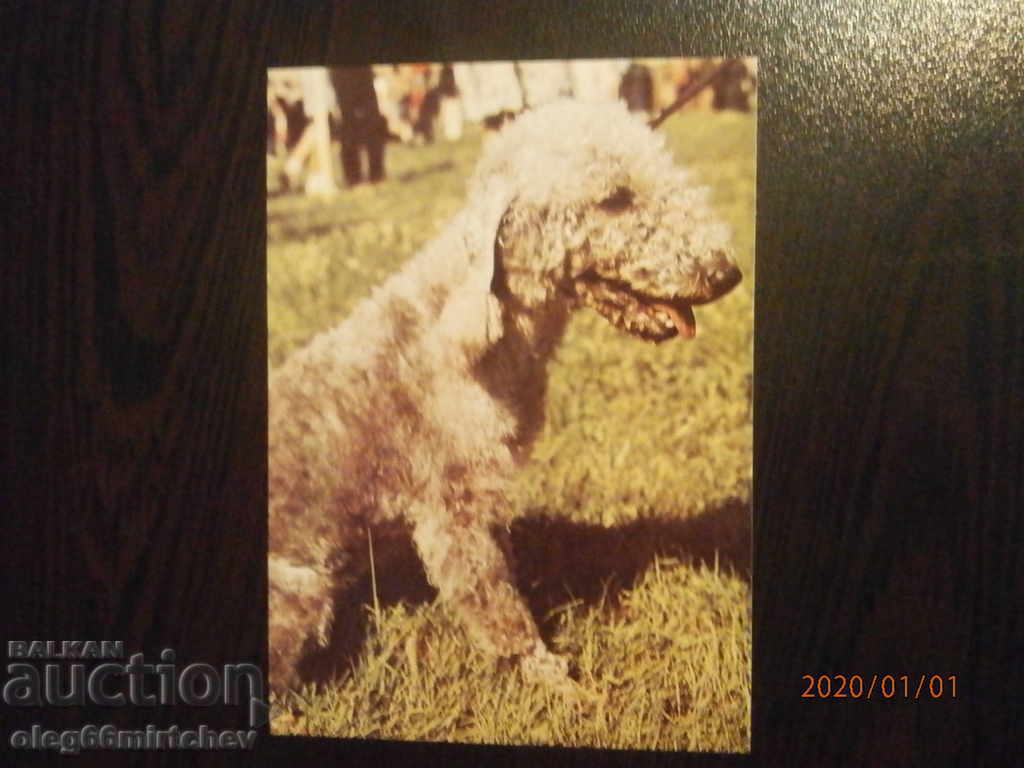 Bulgaria Postcard - dogs - badminton terrier
