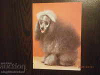 Polonia - Carte poștală - Câini - Poodle mini din argint