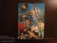 China - Stereo Fish Postcard