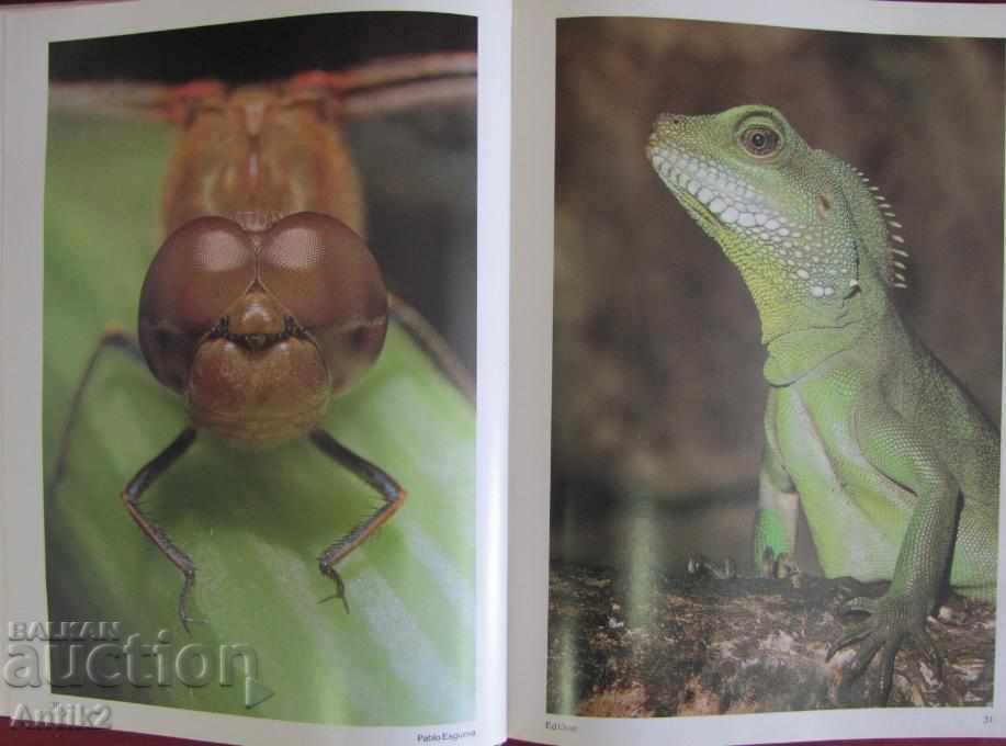 1985 Album PHOTOGRAPHY YEAR BOOK Book - 5