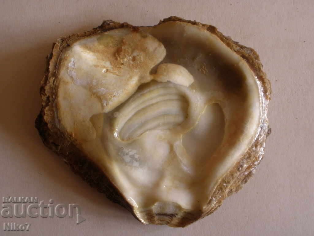Mother-of-pearl [mother-of-pearl] clam. with price 20.00 BGN | € 10.23