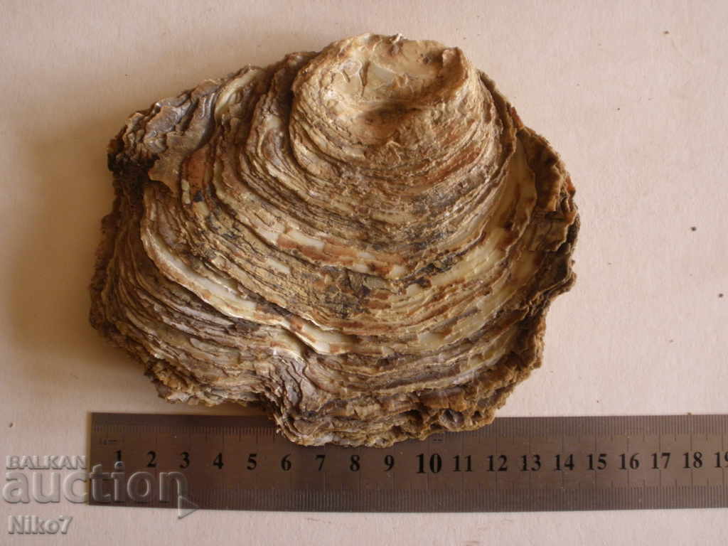 Auction  Mother-of-pearl [mother-of-pearl] clam.