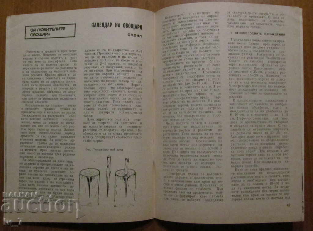 VEGETABLE WRITING - NUMBER 3,1984 - 6 VEGETABLE WRITING - NUMBER 3,1984 - 6