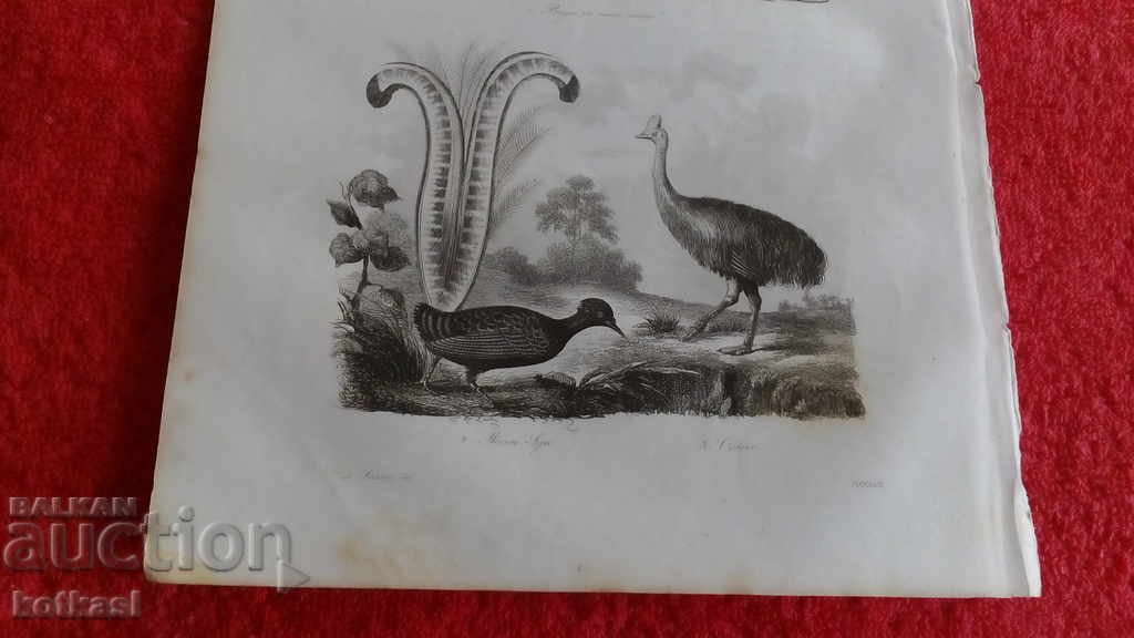 Delivery of Old engraving lithograph graphic