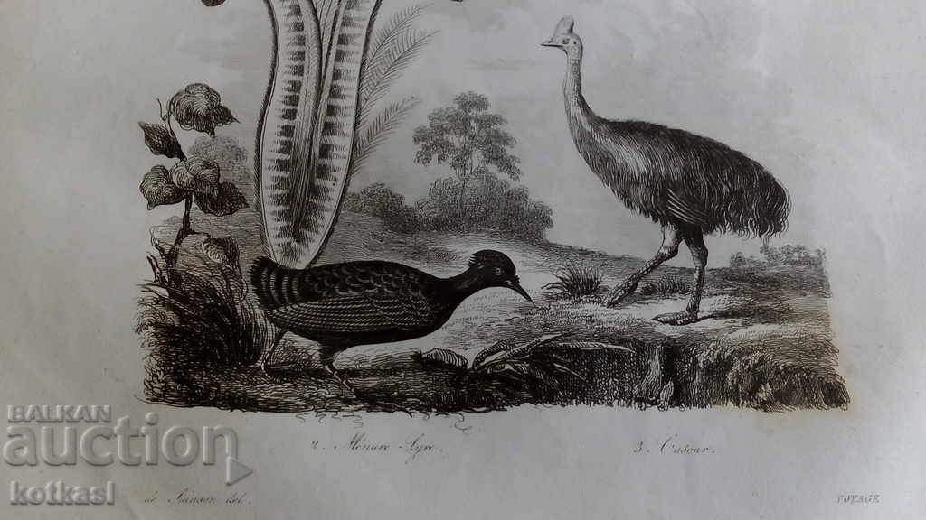 Old engraving lithograph graphic - 5