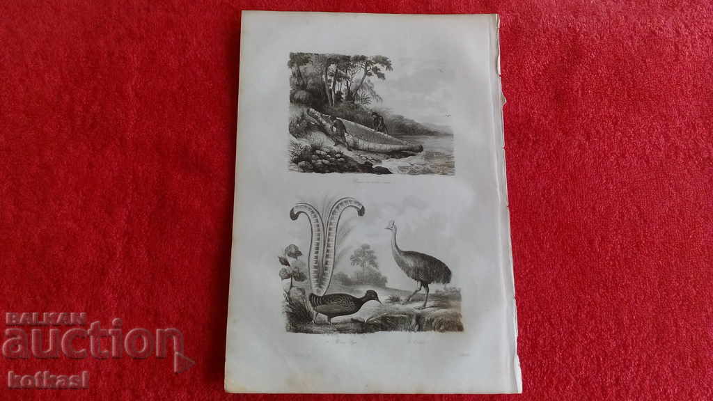 Old engraving lithograph graphic