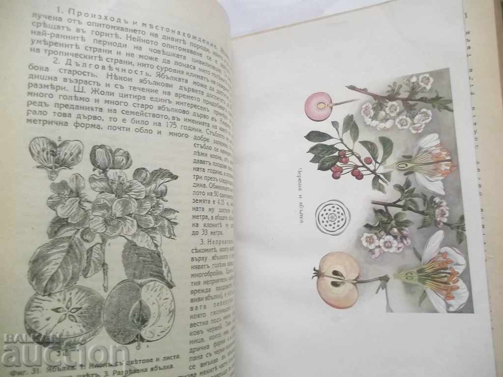 Auction  Plants Animals from the biological point of view Boris Mitov 1924