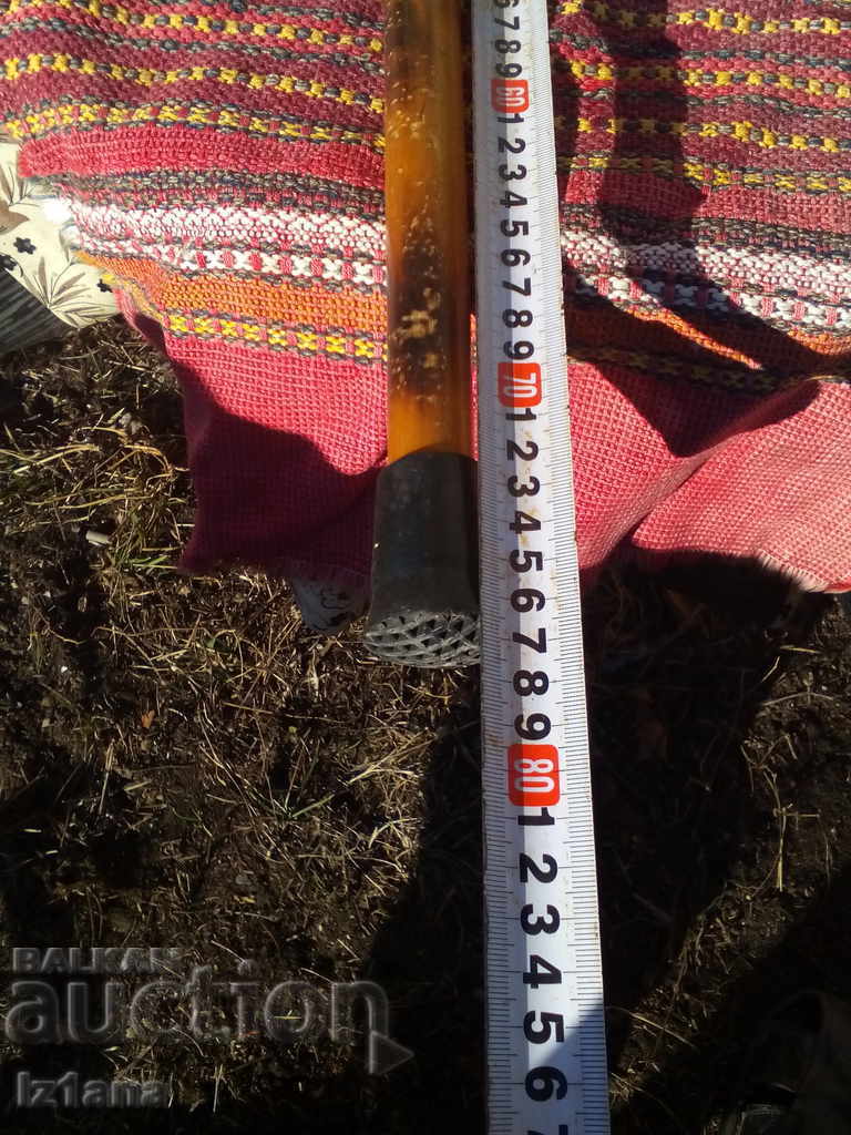 Ancient cane - 5 Ancient cane - 5