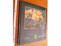 Jurnal Euro Consiliul Europei 1995 nov