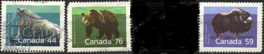 Ursul faunei grizzly Bear Morge Bull 1989 din Canada