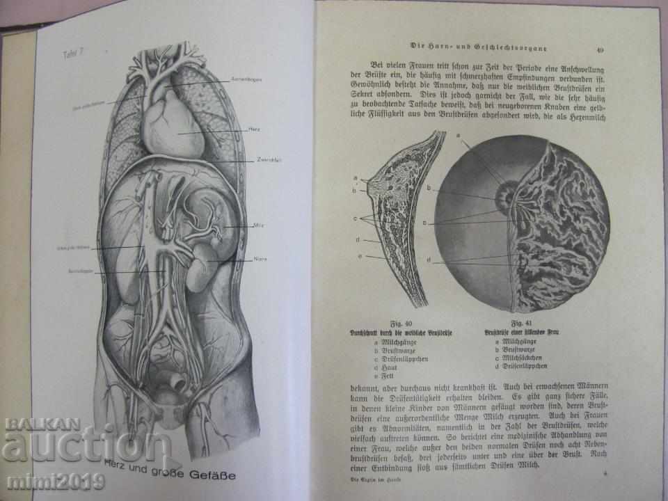 Auction  1928 The Doctor's Book at Home