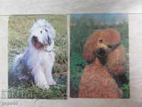 2 COUNTERS CARDS - DOGS
