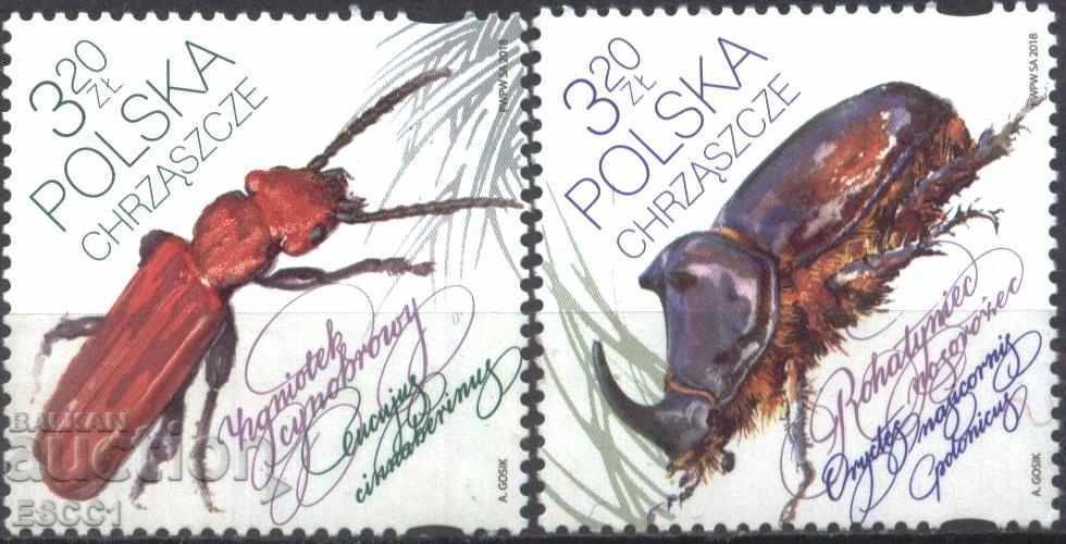 Τα έντομα των αγρωστωδών των φασολιών Beetles 2018 από την Πολωνία