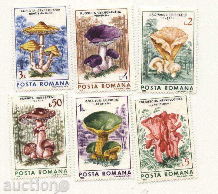Ciuperci curate 1986 marchează România