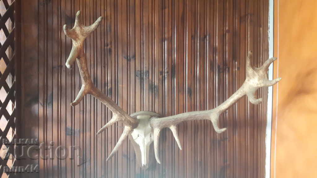 Large hunting trophy deer antlers
