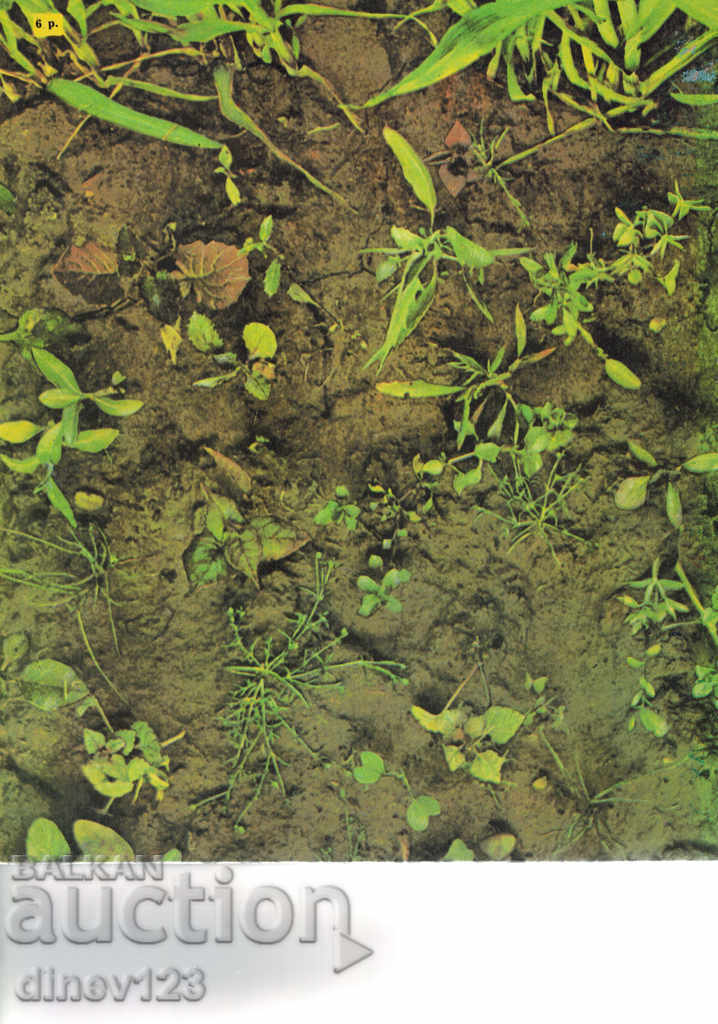 ΦΥΤΑ Ζιζανίων - A. FISYUNOV / IN RUSSIAN / με τιμή 30.00 BGN | € 15.34 ΦΥΤΑ Ζιζανίων - A. FISYUNOV / IN RUSSIAN / με τιμή 30.00 BGN | € 15.34