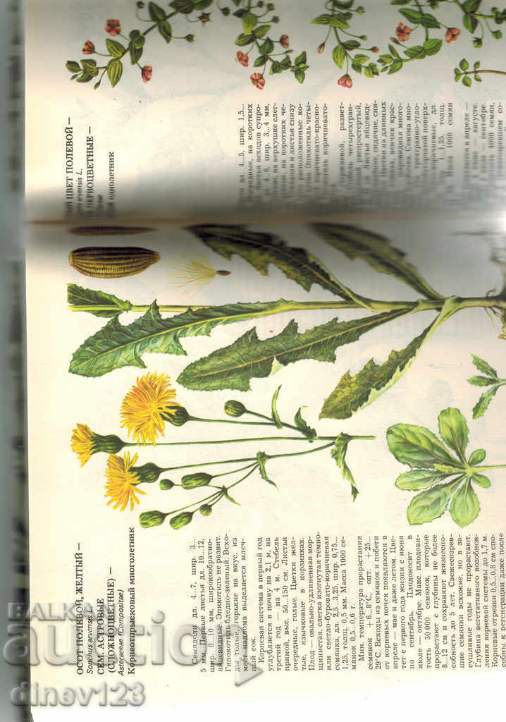 Δημοπρασία ΦΥΤΑ Ζιζανίων - A. FISYUNOV / IN RUSSIAN / Δημοπρασία ΦΥΤΑ Ζιζανίων - A. FISYUNOV / IN RUSSIAN /