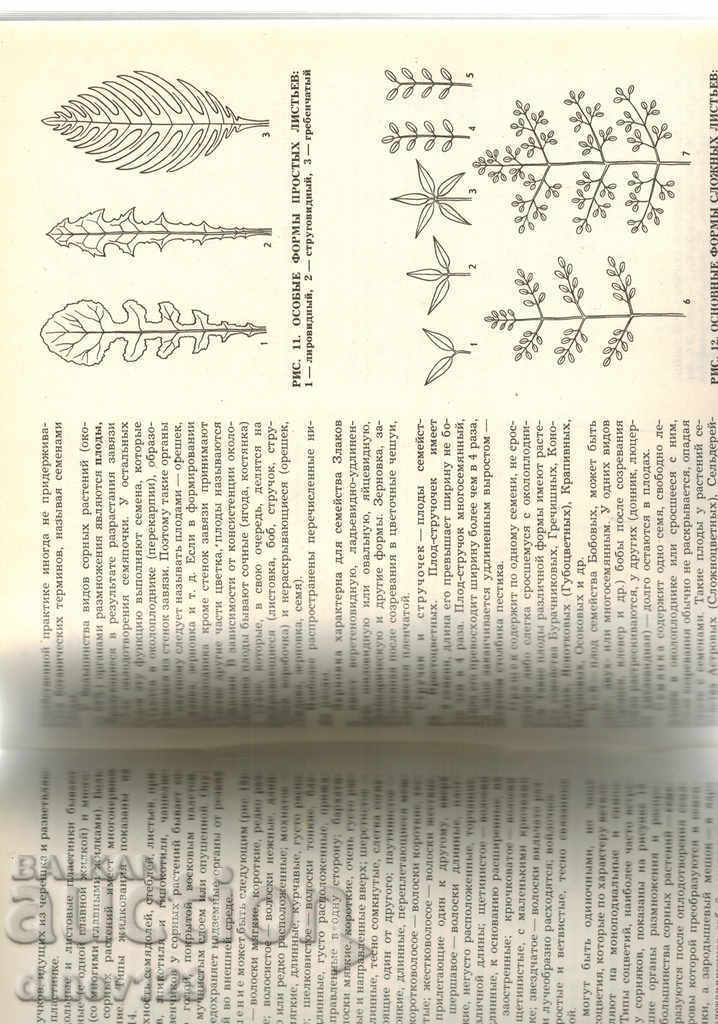 ΦΥΤΑ Ζιζανίων - A. FISYUNOV / IN RUSSIAN / - 6 ΦΥΤΑ Ζιζανίων - A. FISYUNOV / IN RUSSIAN / - 6