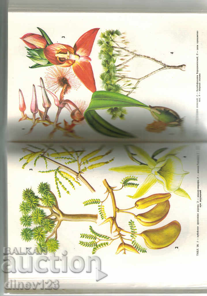 Auction  RARE PLANTS WORLDWIDE / IN RUSSIAN /