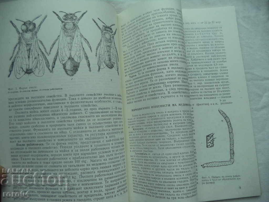 GUIDE TO BEEKEEPING EXERCISES WITH BEES - POLLINATION - 5 GUIDE TO BEEKEEPING EXERCISES WITH BEES - POLLINATION - 5