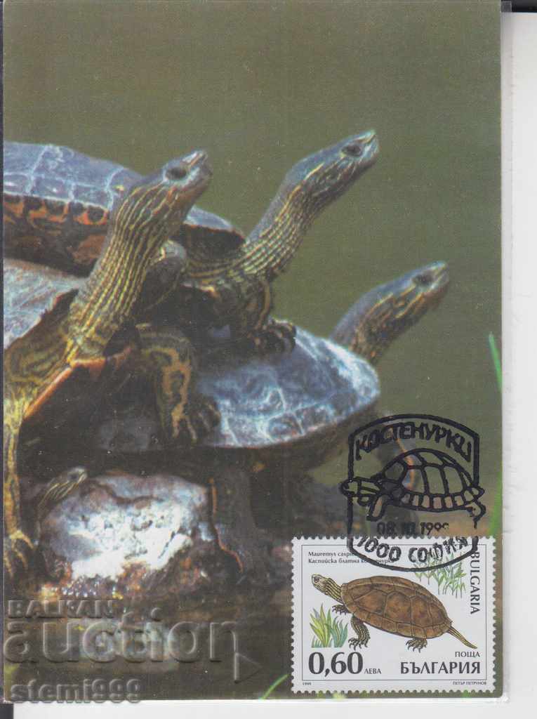 Postcard FDC Turtles
