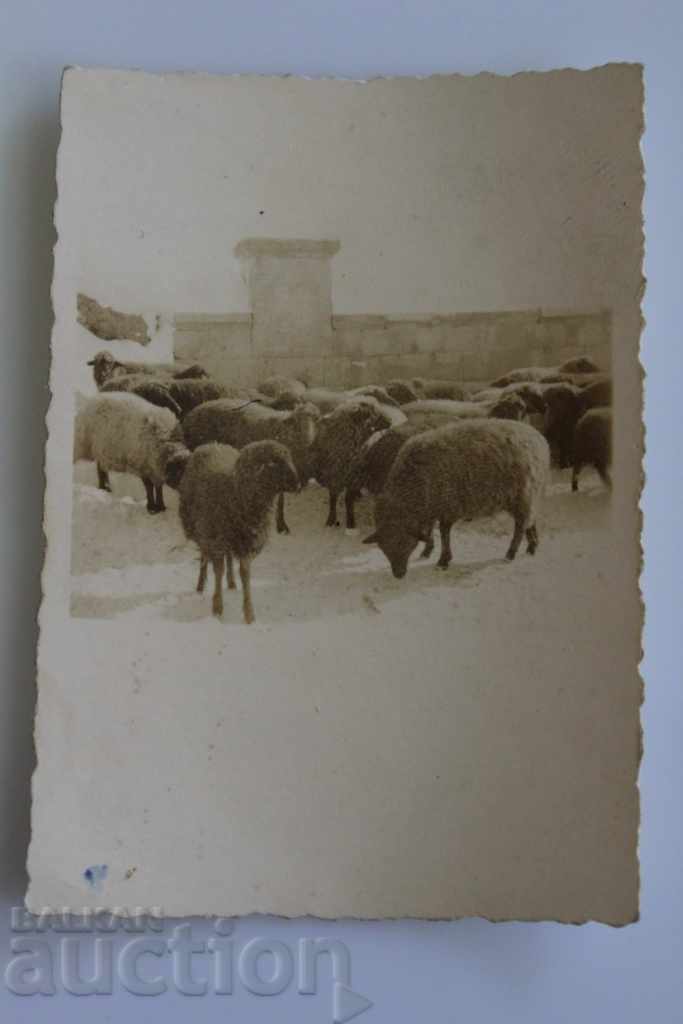 SHEEP HERD PASTURE FOUNTAIN OLD PHOTO