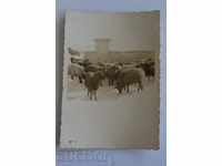 SHEEP HERD PASTURE FOUNTAIN OLD PHOTO