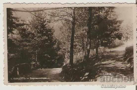Card Bulgaria Pirdop Pine forest *