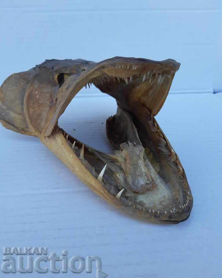 Pike / fishing trophy with price 45.00 BGN | € 23.01 Pike / fishing trophy with price 45.00 BGN | € 23.01
