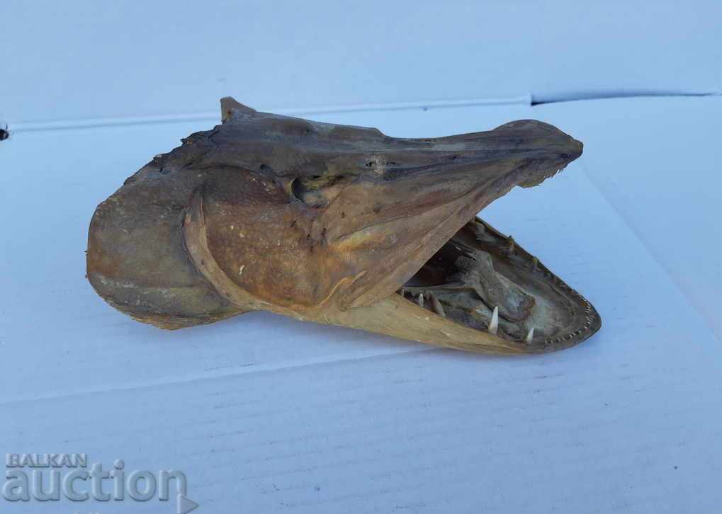 Auction Pike / fishing trophy Auction Pike / fishing trophy