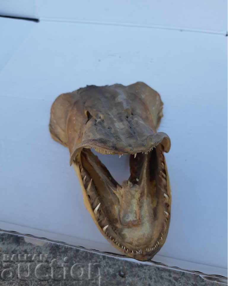 Delivery of Pike / fishing trophy Delivery of Pike / fishing trophy