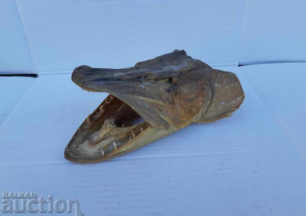 Pike / fishing trophy - 5 Pike / fishing trophy - 5