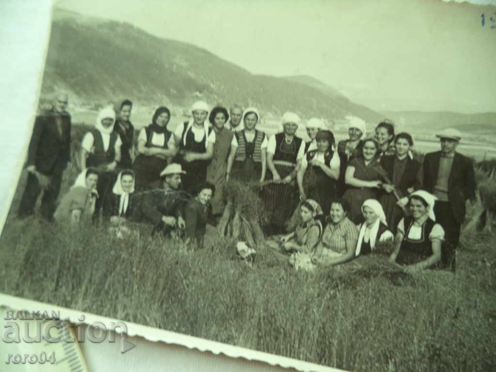 Plucking flax - GOVEDARTSI VILLAGE - SAMOKOVSKO - 7 Plucking flax - GOVEDARTSI VILLAGE - SAMOKOVSKO - 7