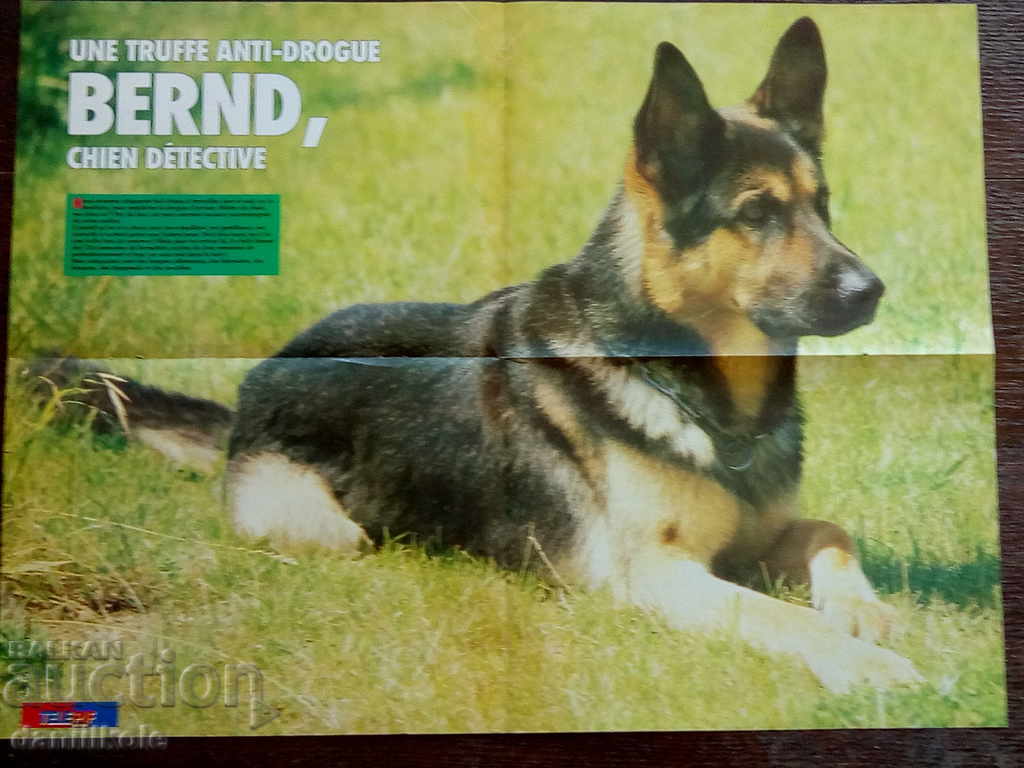 *$*Y*$* PIF MAGAZINE POSTER PIF POSTER - 1987 *$*Y*$* - 7 *$*Y*$* PIF MAGAZINE POSTER PIF POSTER - 1987 *$*Y*$* - 7