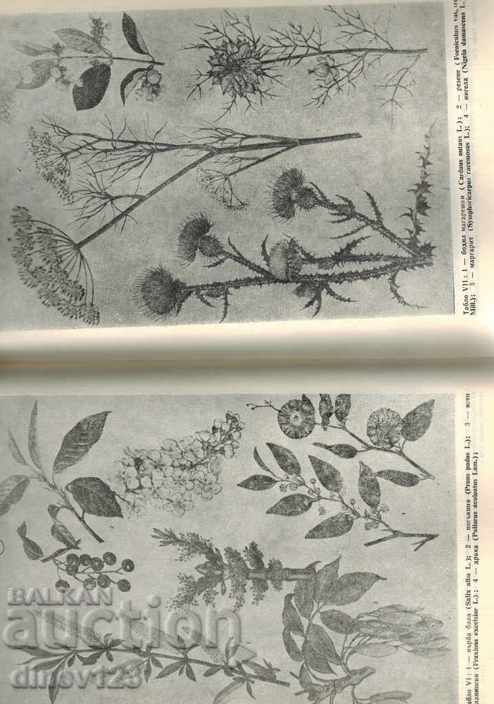 BEEKEEPING ENCYCLOPEDIA - S. NEDYALKOV - 6