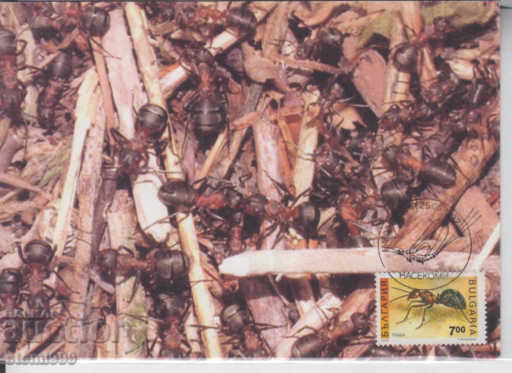 Maximum postcard FDC Insects